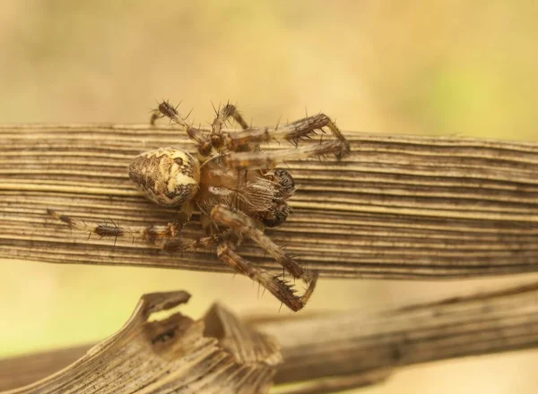 Foto Einer Spinne Die Raubtiere Jagt — Stockfoto