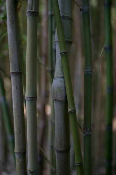 Een Selectieve Focus Shot Van Bamboe Boomstammen — Stockfoto