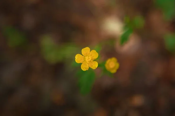 아름다운 야생화를 클로즈업 — 스톡 사진