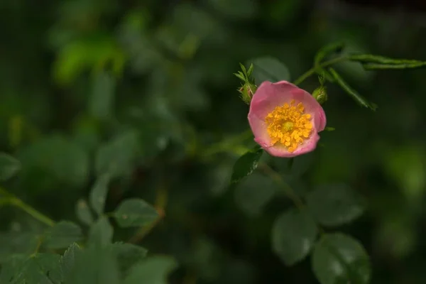 Bulanık Arka Planda Güzel Pembe Bir Rosa Cantina Çiçeğinin Yakın — Stok fotoğraf