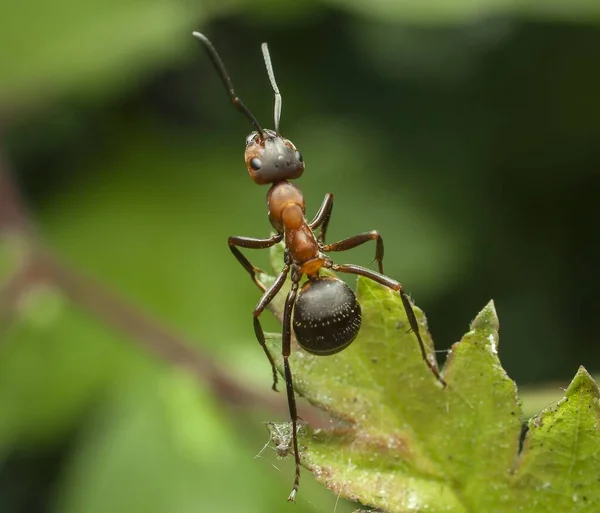 Semut Makro Kehidupan Semut Alam — Stok Foto