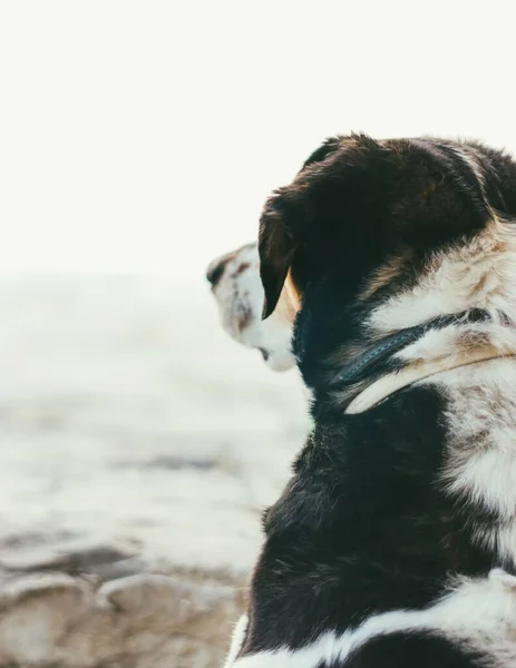 Colpo Verticale Bellissimo Cane Montagna Bernese Dietro — Foto Stock