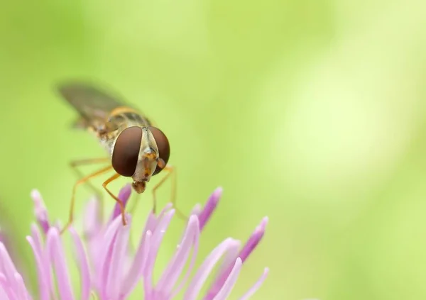 Macro Fotografía Moscas Mosca Primer Plano Insecto Naturaleza — Foto de Stock