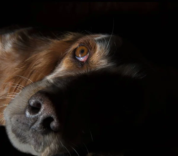 Foco Superficial Spaniel Tendido Suelo Bajo Las Luces Aisladas Sobre — Foto de Stock