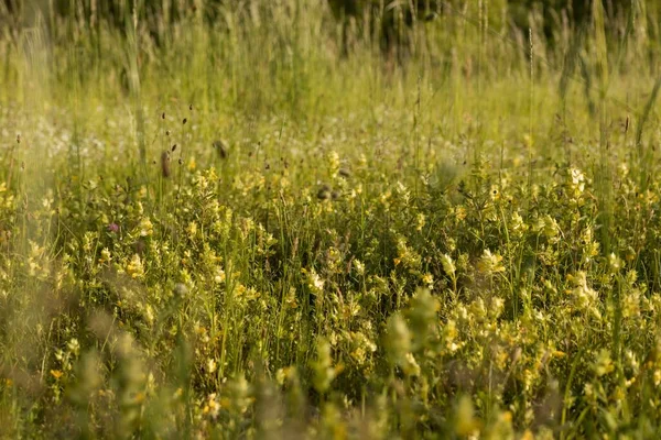 Ein Feld Schöner Wildblumen Einem Wald — Stockfoto