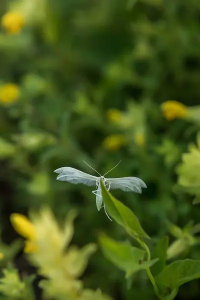 在背景模糊的绿色植物上拍下的蜻蜓特写 — 图库照片