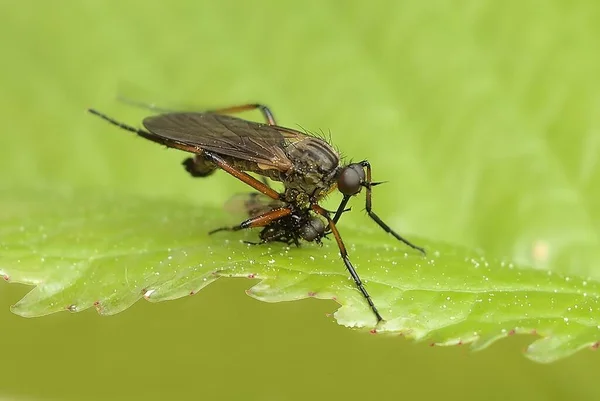 Macro Photographie Mouches Gros Plan Mouche Insecte Dans Nature — Photo