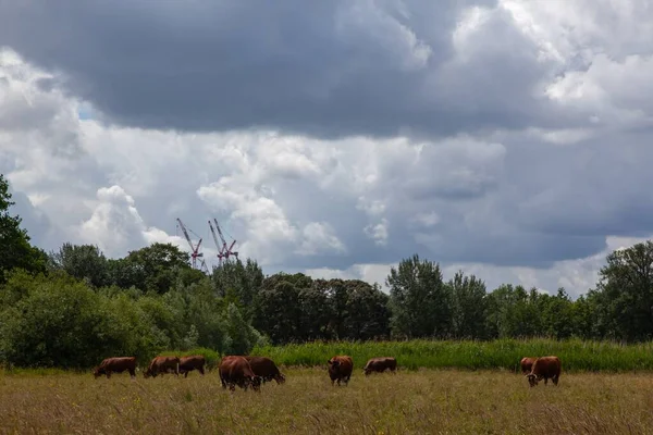 A horizontal shot of a farm with cows and construction cranes in the background near the city of Utrecht in The Netherlands