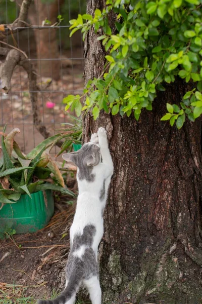 Μια Λευκή Και Γκρίζα Γάτα Που Παίζει Ένα Δέντρο Στο — Φωτογραφία Αρχείου