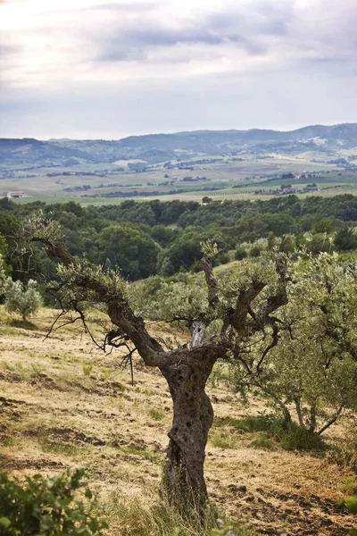 Uno Scenario Ipnotizzante Delle Verdi Montagne Con Albero Secco Primo — Foto Stock