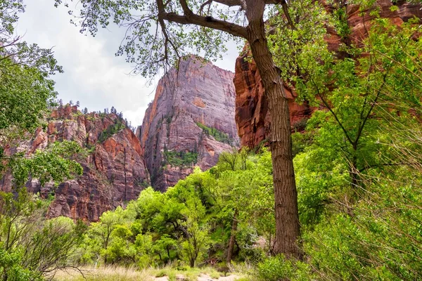 美国犹他州锡安国家公园岩石和绿树的美丽夏季风景 — 图库照片