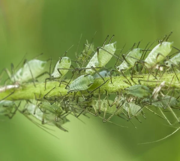 Macro Insecto Vida Silvestre Plaga —  Fotos de Stock