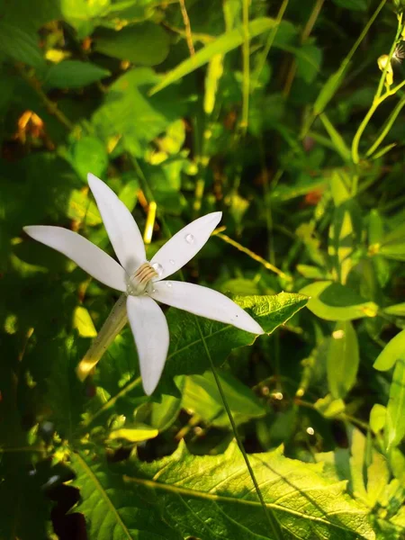 Una Messa Fuoco Selettiva Bel Fiore Gelsomino Bianco Sotto Luce — Foto Stock