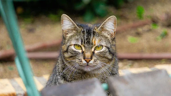 Selective Focus Shot Adorable Cute Cat Green Eyes — Stock Photo, Image