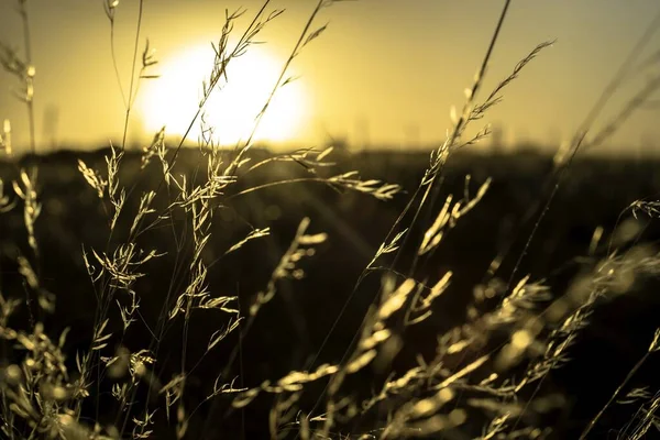 Tiro Close Uma Grama Seca Fundo Por Sol — Fotografia de Stock