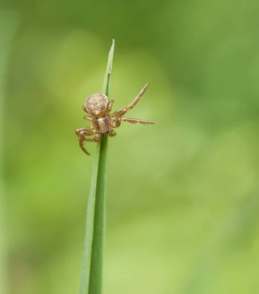 Photo Spider Hunting Predator — Stock Photo, Image