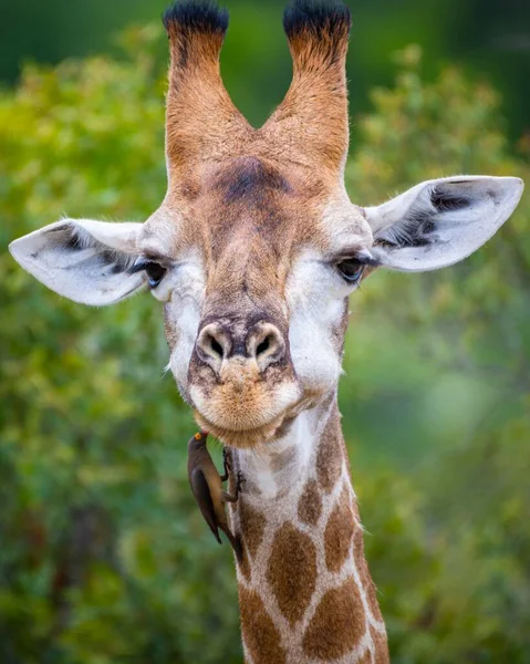 Tiro Seletivo Vertical Foco Uma Girafa Com Árvores Fundo — Fotografia de Stock