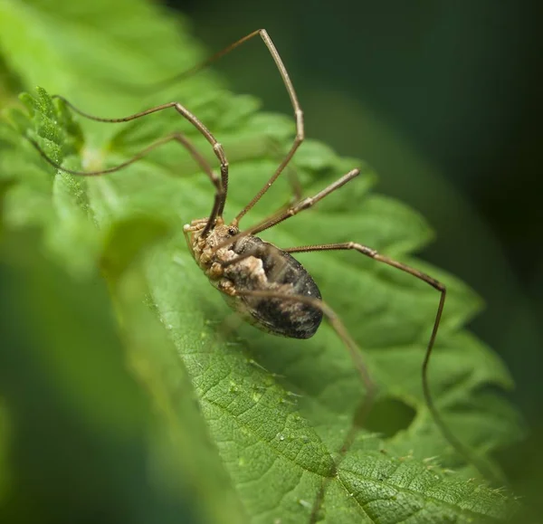 Foto Ragno Cacciatore Predatori — Foto Stock