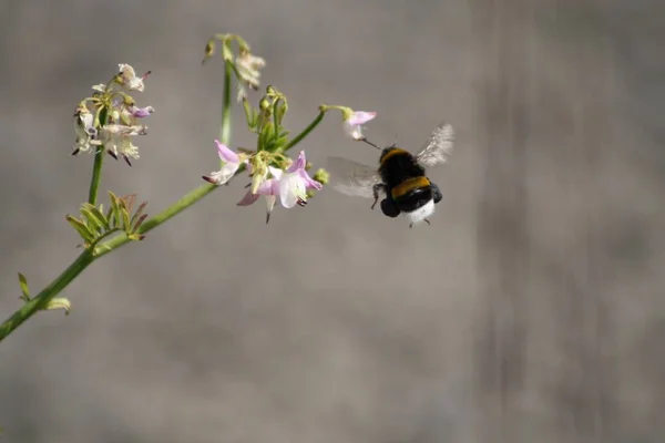 Pembe Bir Çiçekle Beslenen Yaban Arısının Seçici Odak Noktası — Stok fotoğraf
