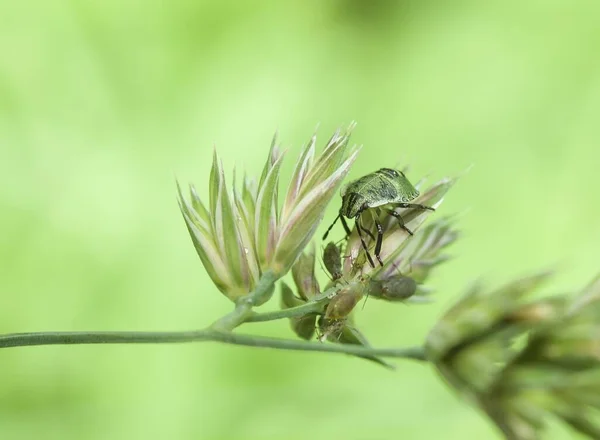 Vilda Djur Insekt Skadedjur Naturen — Stockfoto