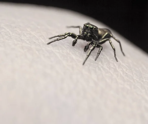 Foto Una Araña Depredador Caza — Foto de Stock