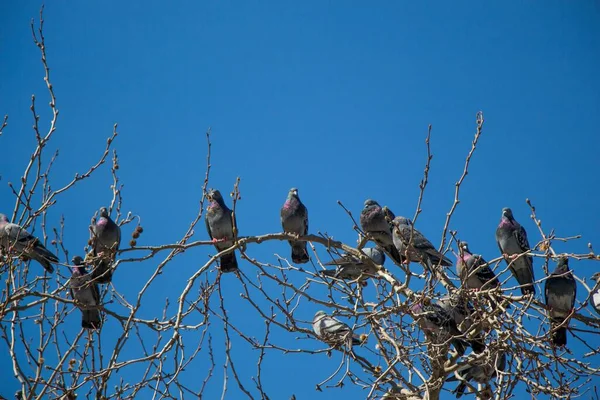 一只低角度射中了许多坐在树枝上的黑鸽 — 图库照片