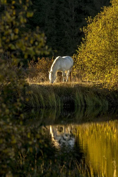 Tiro Elegante Hermoso Caballo Blanco Comiendo Hierba —  Fotos de Stock