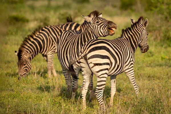 Eine Gruppe Zebras Die Inmitten Eines Grasbedeckten Feldes Spielt Einem — Stockfoto