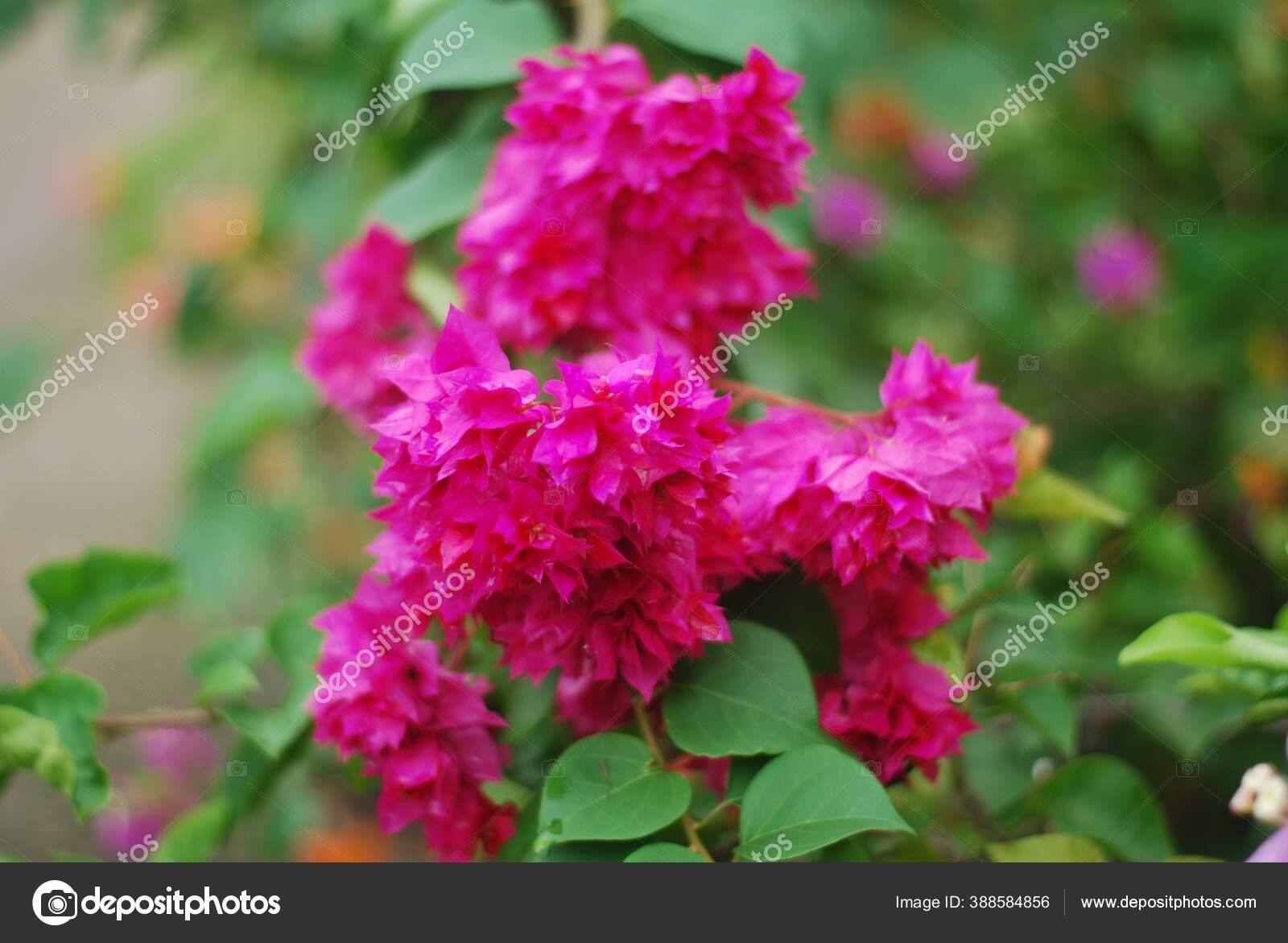 Tiro Perto Bela Flor Murta Rosa Crape Stock Photo C Wirestock 388584856