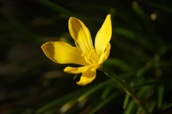 Mise Point Sélective Une Petite Fleur Jaune Sur Fond Flou — Photo