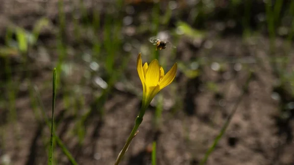 Селективный Фокус Снимка Биберштейна Тюльпан Пчела Поле Боке Фон — стоковое фото