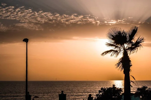 Eine Faszinierende Landschaft Mit Einer Palme Bei Malerischem Sonnenuntergang — Stockfoto