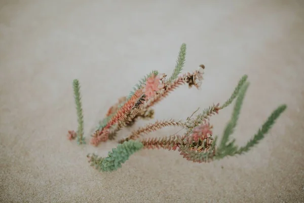 Макрознімок Тропічної Рослини Росте Піску — стокове фото