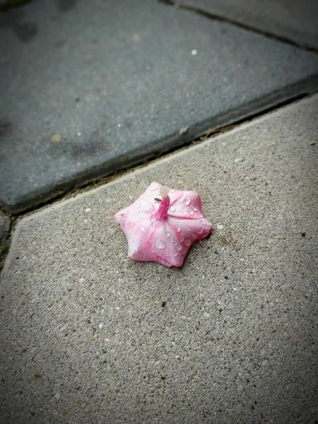 Ένα Μικρό Ροζ Λουλούδι Κάτι Σταγονίδια Πεσμένα Στο Πετρώδες Έδαφος — Φωτογραφία Αρχείου
