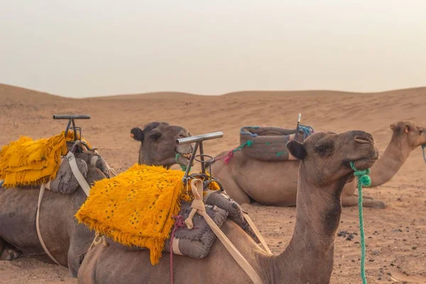 Kamelerna Som Ligger Den Varma Sanden Saharaöknen — Stockfoto