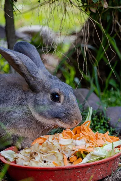 Kırmızı Plastik Kaseden Dilimlenmiş Havuç Lahana Yiyen Gri Bir Tavşan — Stok fotoğraf