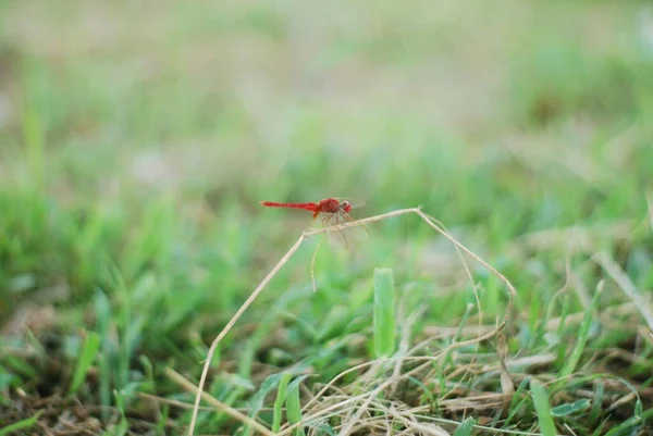 Plan Sélectif Une Libellule Écarlate Dans Herbe — Photo