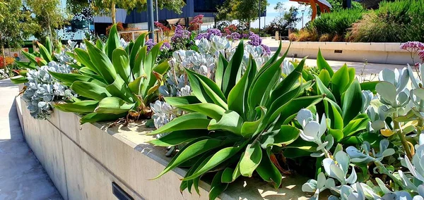 Красивые Различные Сочные Растения Цветочной Коробке Дневное Время — стоковое фото