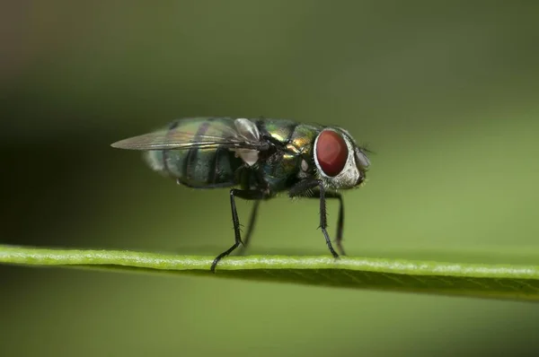 Nahaufnahme Einer Fliege Die Auf Einem Blatt Mit Einem Grün — Stockfoto