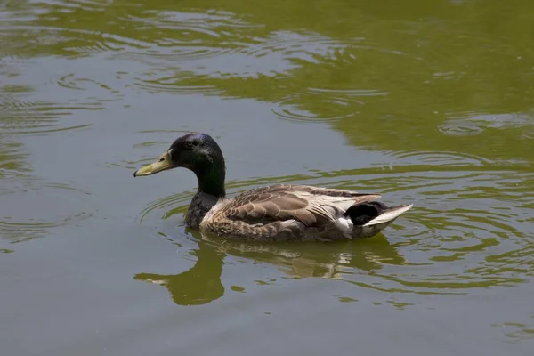 Nahaufnahme Einer Ente Die Auf Dem Wasser Des Teiches Schwimmt — Stockfoto