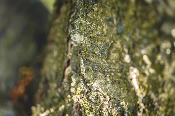 Tiro Close Uma Casca Árvore — Fotografia de Stock