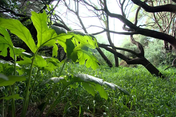 Piante Verdi Erbe Gli Alberi Nella Foresta — Foto Stock