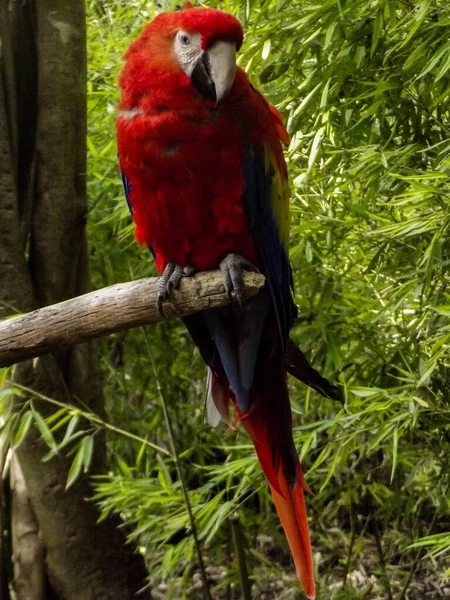 Tiro Close Papagaio Arara Colorido Sentado Ramo Cercado Por Árvores — Fotografia de Stock