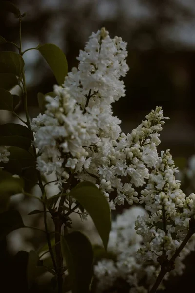 Vertical Shot Beautiful White Syringa Flowers Green Leaves — Φωτογραφία Αρχείου