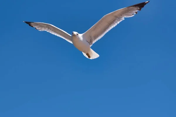 Colpo Angolo Basso Del Gabbiano Aringa Europeo Volo Sotto Cielo — Foto Stock