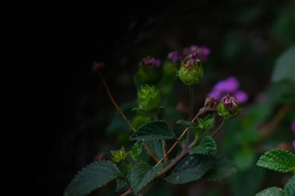 Las Flores Campo Púrpura Con Fondo Borroso Jardín —  Fotos de Stock