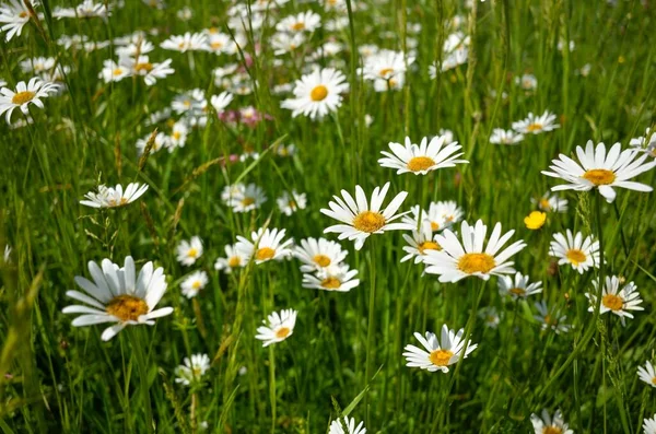 Field White Beautiful Blooming Daises — Stock Photo, Image