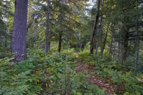 加拿大森林中的一条长路 绿树成荫 绿树成荫 — 图库照片