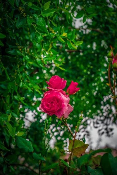 Výběrový Snímek Hybridních Čajových Růží Kvetoucích Poli — Stock fotografie