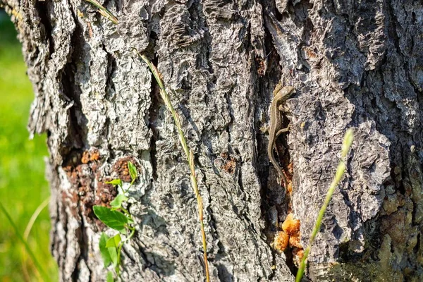 Ağaç Kabuğundaki Kertenkelenin Seçici Odak Noktası — Stok fotoğraf